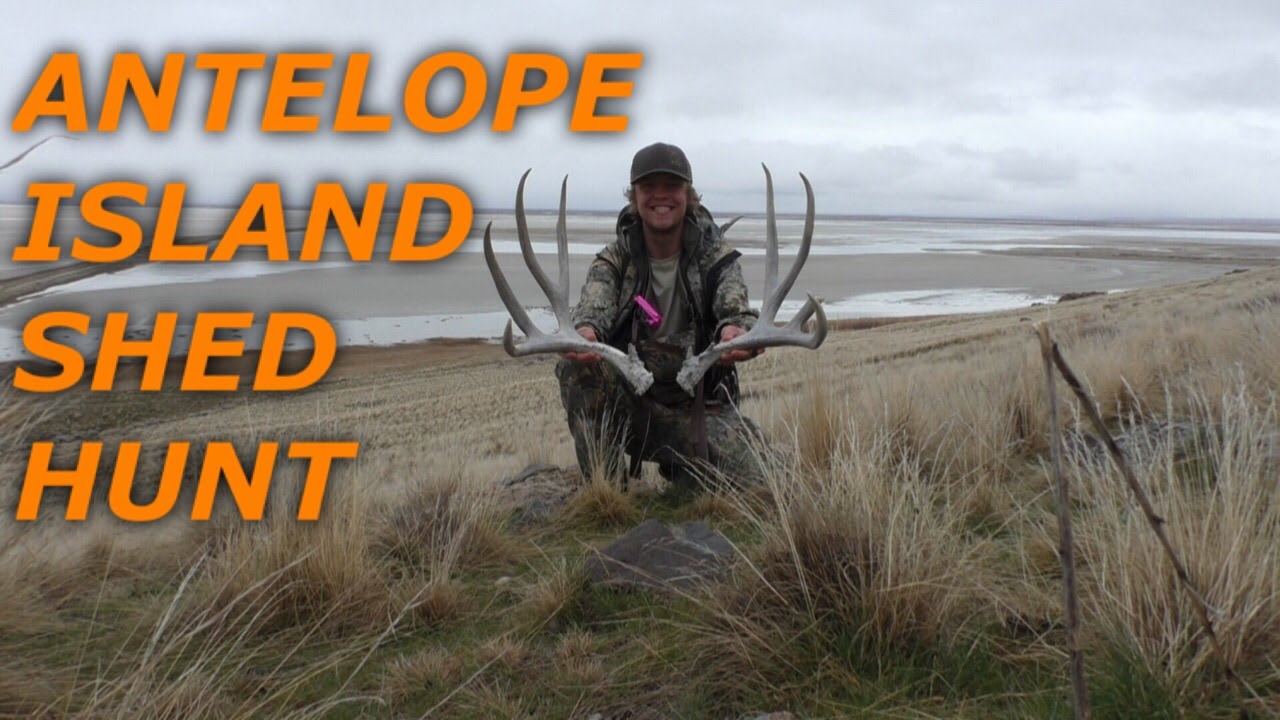 Antelope Island Shed Hunt - YouTube