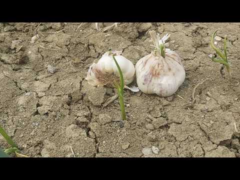 Video: Nivelet e lagështisë së brendshme - Si të ulni lagështinë e brendshme