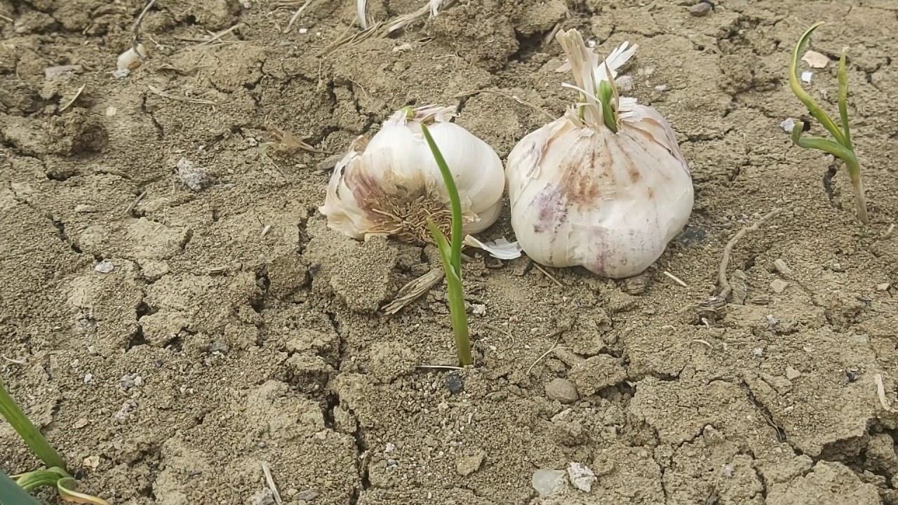 Как мы удобряем чеснок, чтобы получить головки размером с яблоко