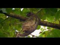 Chasing Blaze: A Sloth Adventure