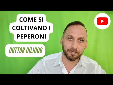 Video: Coltivazione Del Peperone In Campo Aperto