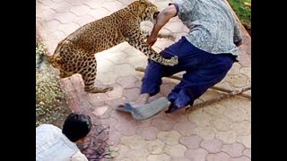 Hayvan Saldırıları Derleme - Animal Attacks Compil Hayvan Saldırıları Derleme - Animal Attacks Compil