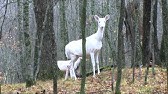 Ghost deer (Cape Breton Island) Canon 5D Mark3 (Filming piebald