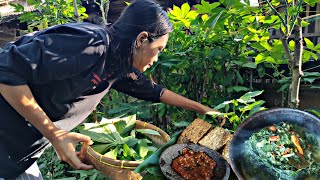 Petik daun singkong di pekarangan masak daun singkong tumbuk || hidup di desa