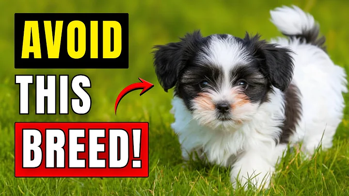 10 WORST Dog Breeds for Seniors (#8 May Surprise You!)