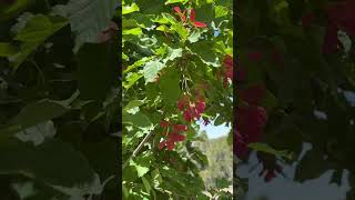 ASMR - Hot Wings Maple on the Ranch!