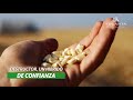 Advanta presenta en Sinaloa su híbrido de maíz: Destructor (23:09.2021)