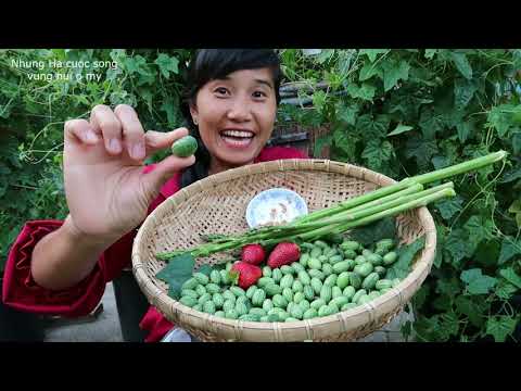 Video: Melotria Nhám (dưa Chuột Dưa Hấu)