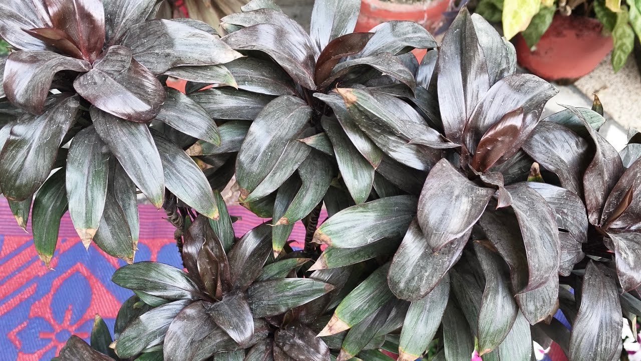 NAVITA HOME GARDEN is live! Home garden 🏡 | Petunia Flowers + Plant Care + Live Tips” 