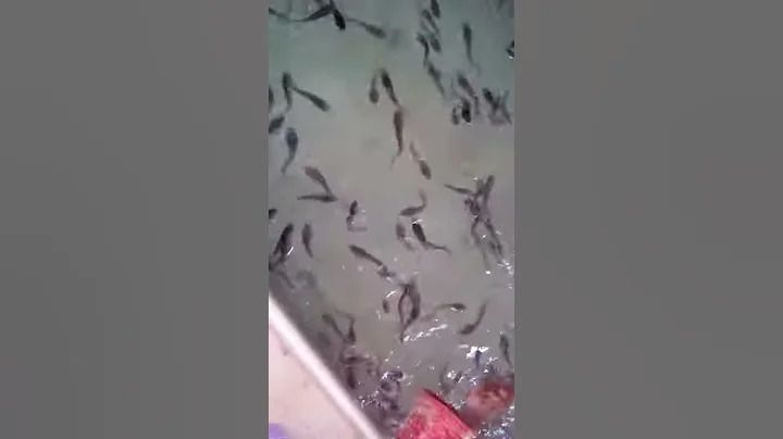 Journey from Fingerling to 1kg or 1.5kg. Catfish i...