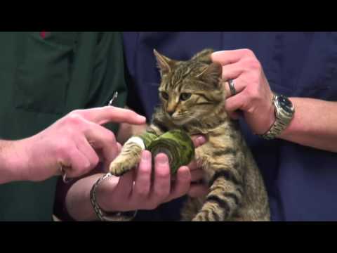 Video: Hoe om vegwonde op 'n kat te behandel: 14 stappe (met foto's)