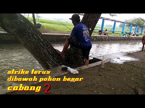 mancing-pakek-tehnik-ini-dijamin-full-strike