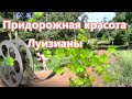 Придорожная красота Луизианы