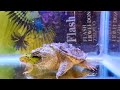 Snapping turtle sees a pacman frog