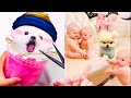 Tik Tok Chó Phốc Sóc Mini 😍 Funny and Cute Pomeranian #433