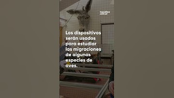 Científicos preparan drones con pájaros taxidermizados