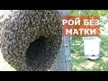 РОЙ БЕЗ МАТКИ