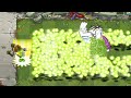 Every plants x10 max level use 5 plant food vs super boss sunday edition zombie level 15  pvz 2