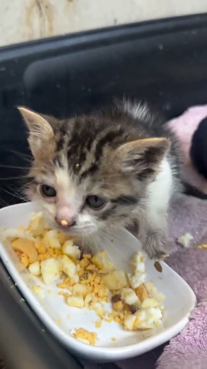 Très mignon petite chaton d'amour