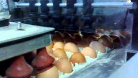 Egg coding EggFlex HeDiPack on Prinzen PSPc farmpacker Egg stamping