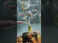 milki koi carp