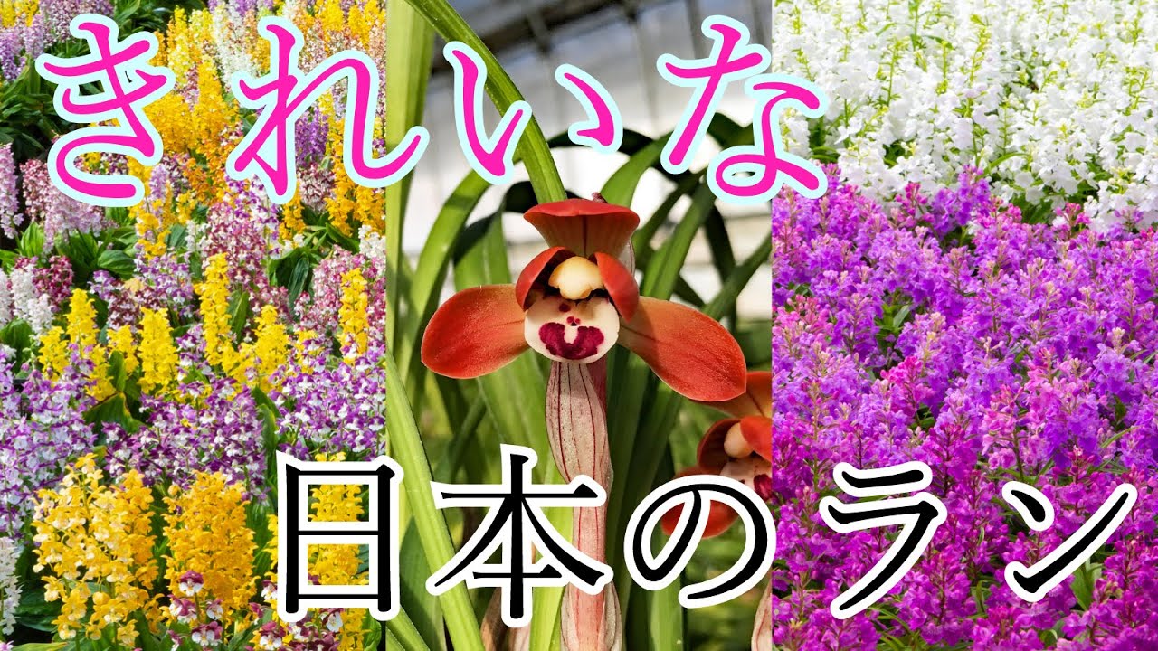 あなたの知らない美しい花 日本のラン の世界へ Youtube