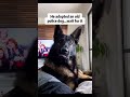 #DogTalks#PuppyLove#CuteDogs#DogLife#FunnyDogs#Dog