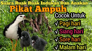 Ampuh Suara Pikat Indukan Dan Anakan Burung Ruak Ruak Langsung Banyak Yang Datang