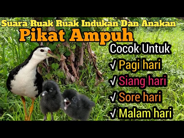 Ampuh Suara Pikat Indukan Dan Anakan Burung Ruak Ruak Langsung Banyak Yang Datang class=