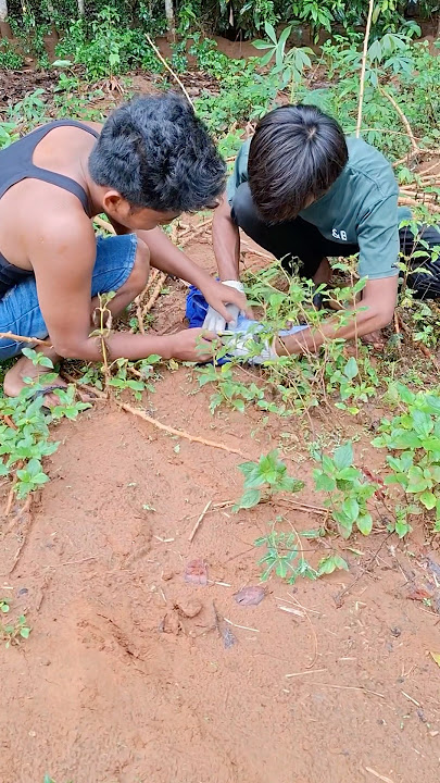 caplok on a tall tree #trending #nature #shorts