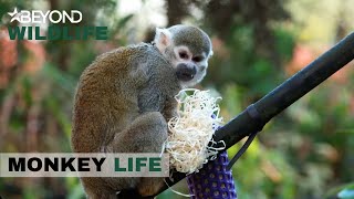 S11E12 | Alison Collects A New Squirrel Monkey In Need Of A Home | Monkey Life | Beyond Wildlife