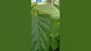 PAPRIKA HIJAU YANG UNIK