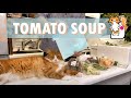 Making tomato soup 🔪 Cooking vlog