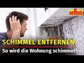 Schimmel entfernen: So wird die Wohnung schimmelfrei