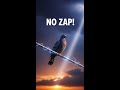 The Real Reason Birds Don T Get Zapped