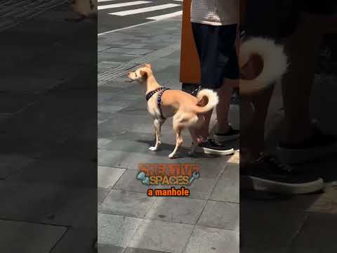 The City Where Flip Flops Melt On The Asphalt