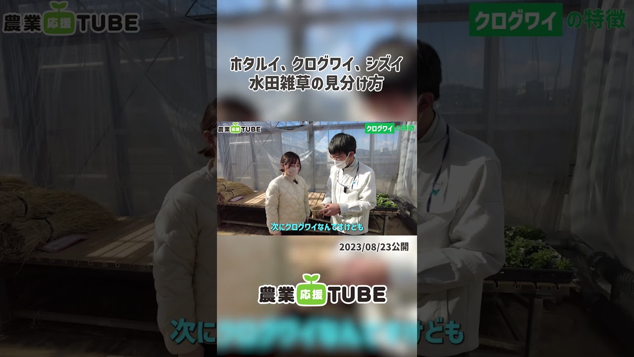 #切り抜き ホタルイ、クログワイ、シズイ 水田雑草の見分け方 #日産化学 #shorts