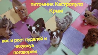 ВЕС и РОСТ пуделей и чихуахуа  стандарт и жизнь питомник Кастропуло Крым купить щенка