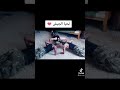 اشبال الامة تحيا الجزائر 