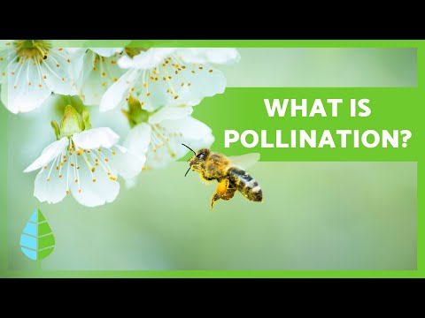 What is POLLINATION? 🌸🐝 Definition and Types!