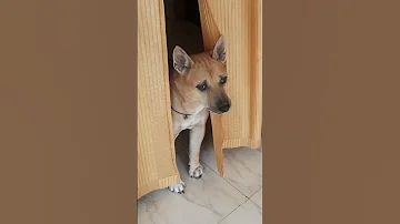 One Woof At A Time 