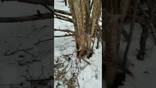 Поиск рогов весна 2022(видео друга)