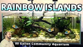 AMAZING Rainbow Fish Community Aquarium | Step-by-Step Aquascape Tutorial