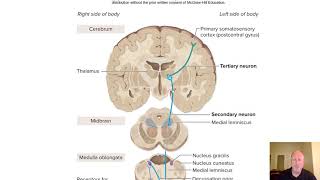 BIO 246 A&P Ch 14.3-14.4 Sectional Anatomy of SC and Roots, Sensory and Motor Pathways