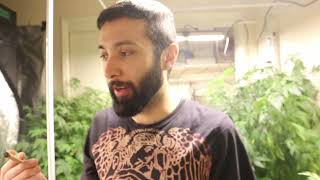 Day 3 Day By Day Grow Journal Slurricane Pheno #3 and Sticky Glue