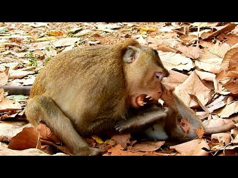 http://big-monkey.com Why big monkey Roll Roy bites baby monkey like this, pity tiny monkey
