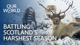 The Animals Battling Scotland’s Harshest Season (4K Documentary)