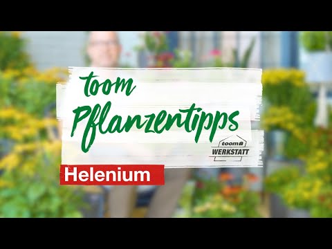 toom Pflanzentipps: Helenium | toom Baumarkt