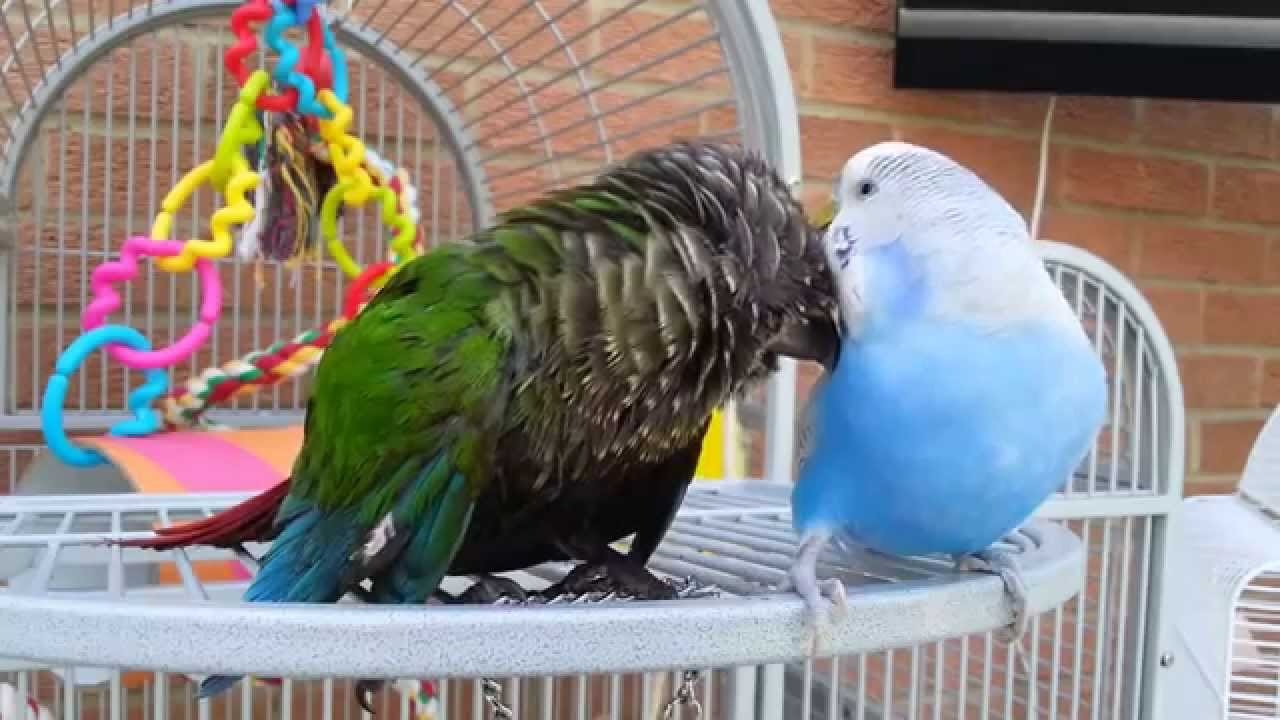Pasha (Budgie) cleaning Verde (Green Cheeked Conure) YouTube