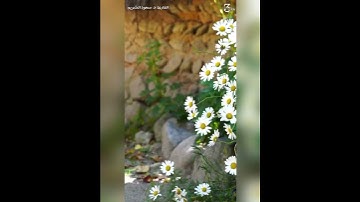 تلاوة جميلة ونبرات شجية تزيل الهم ﴿رب اجعلني مقيم الصلاة ومن ذريتي﴾